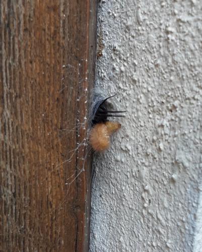 Segestria florentina